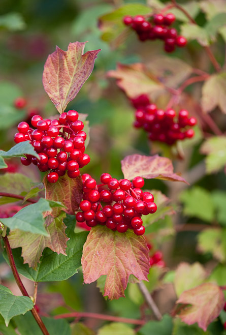 The luscious looking berries of the Guelder Rose, a native European shrub.