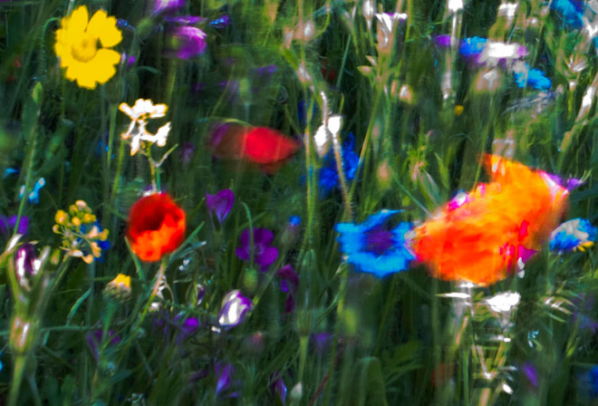  An abstract of Poppies.