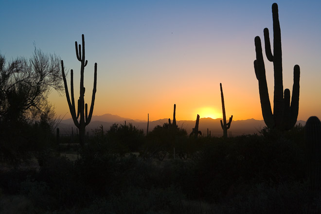 Saguaro cacti in a desert sunset.