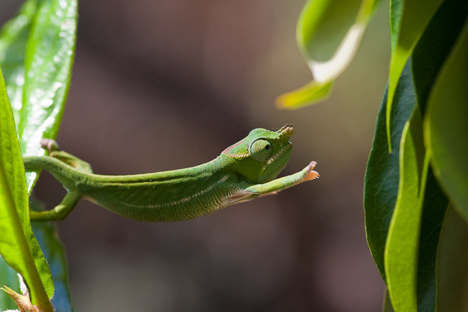 Peters Chameleon. Chameleons are highly specialised animals, closely related to lizards. 