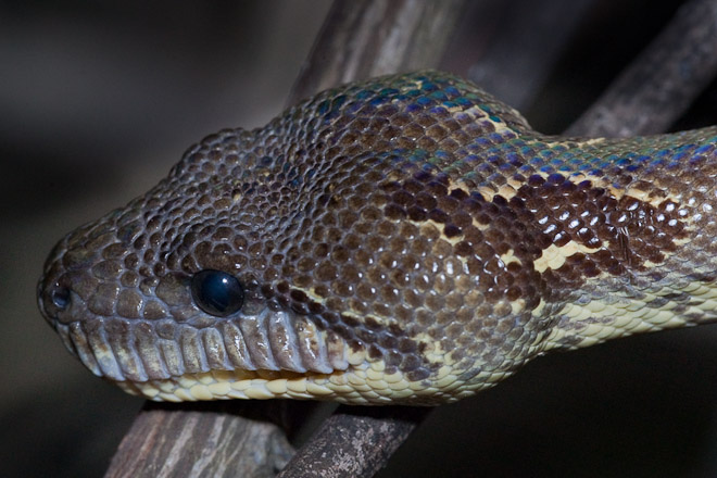 Madagascan Tree Boas can measure up to three metres in length and are a top predator of the rainforest. Boas have 'pit organs' on the end of their heads which enable them to sense infrared thermal radiation, the heat source given off by prey. 