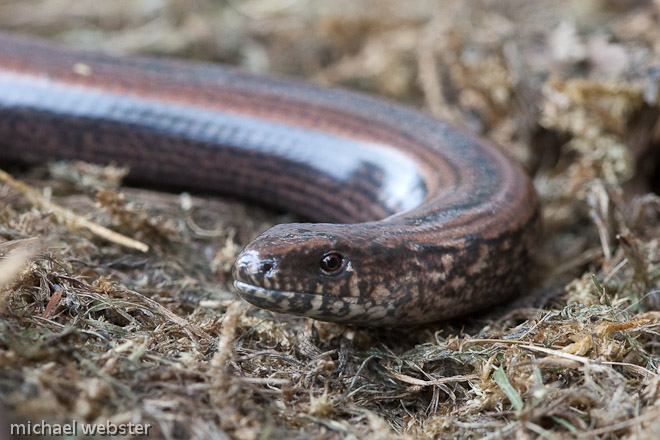 Slow worm