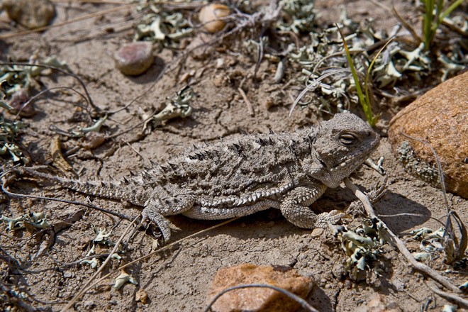 The well camouflaged Short-horned Lizard is a sit and wait predator to be found in the short grass prairies of North America