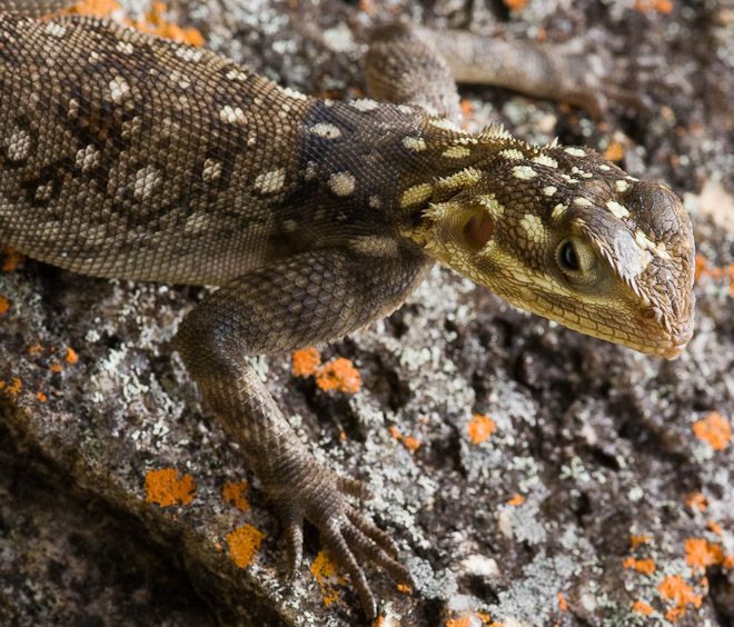 Female Agama Lizard from Tanzania. It has a completely different type of foot to geckos and a larger external ear opening. 