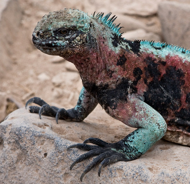 The Galapagos Marine Iguana is unique, being the only member of the family worldwide that can swim in the sea. This beautifully coloured specimen only inhabits the most southerly islands of the Galapagos. 