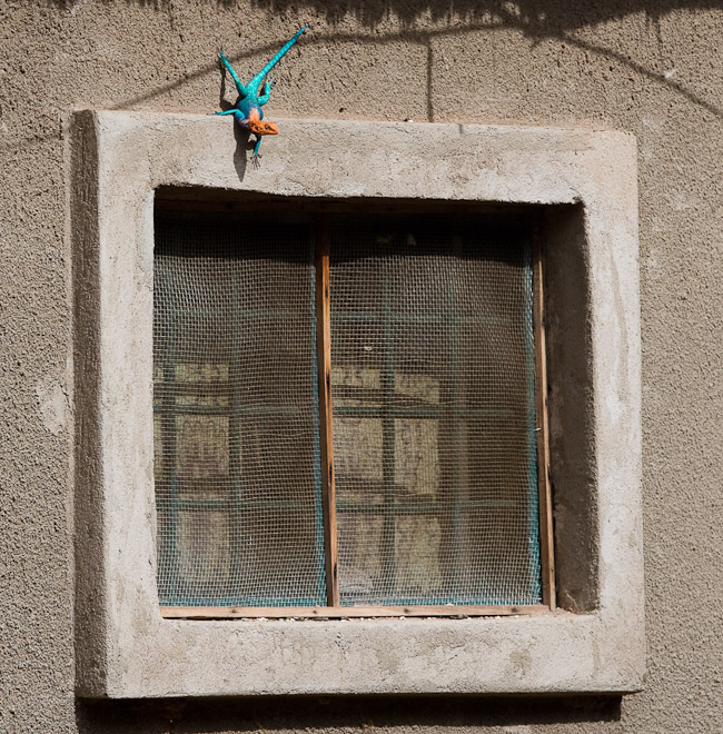 All lizards are excellect climbers and many, like this Agama Lizard, have colourful body parts which allow them to communicate with each other and help them differentiate between the sexes.