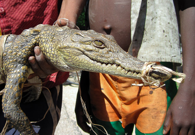 In our hungry world even this young crocodile is destined for a sticky end. 