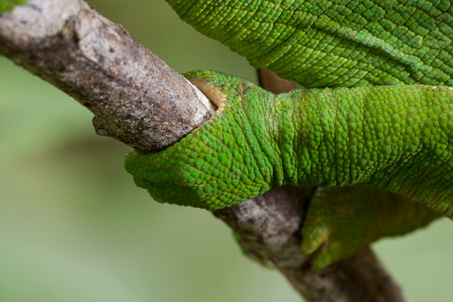 All chameleons are distinguished by their parrot-like zygodactylous feet, enabling them to tightly grip as they climb high into the tropical rainforest canopy. 