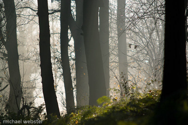 Misty woodland