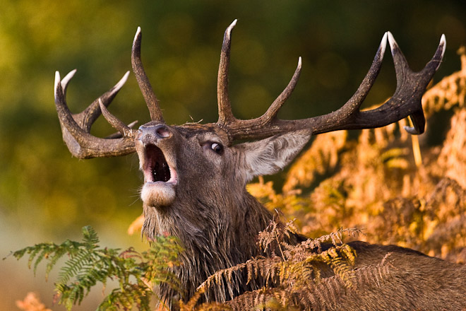 Red Deer stag in rut on Bradgate Park