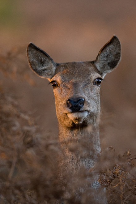 Hind Red Deer, Bradgate Park