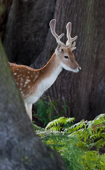 Fallow Deer, Bradgate Park