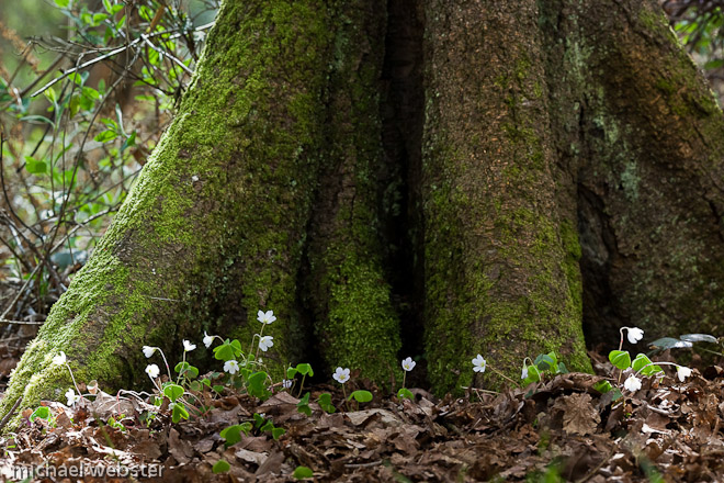 Wood Sorrel