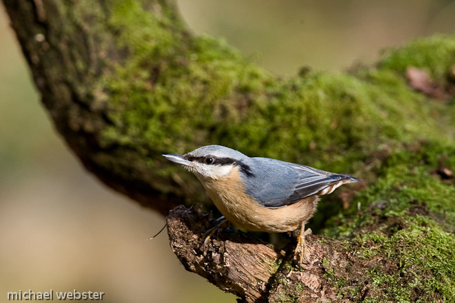 Nuthatch