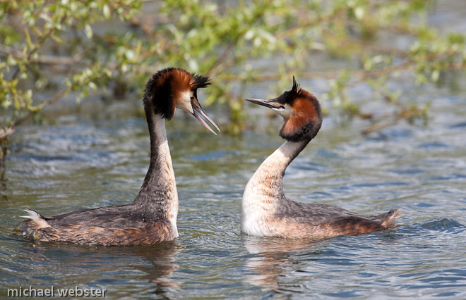 Great Crested Grebe display