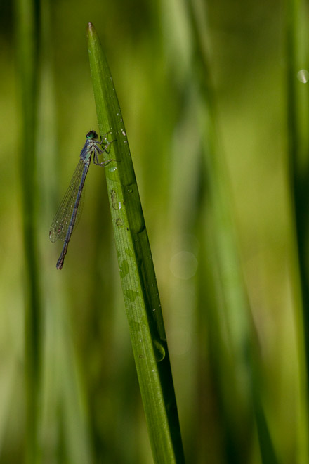 Damselfly