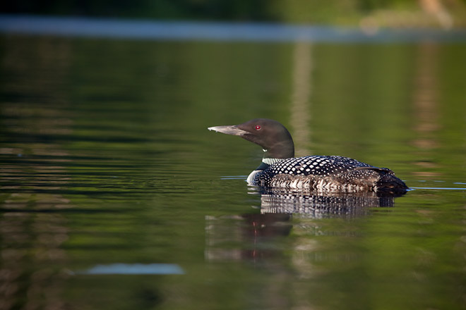 Common Loon, Lac Dame