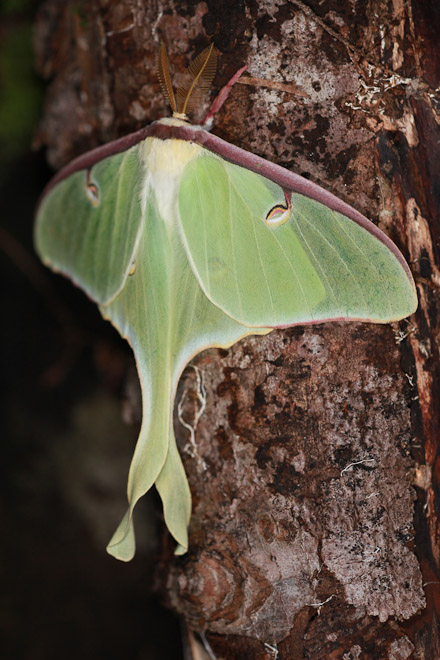 Luna moth