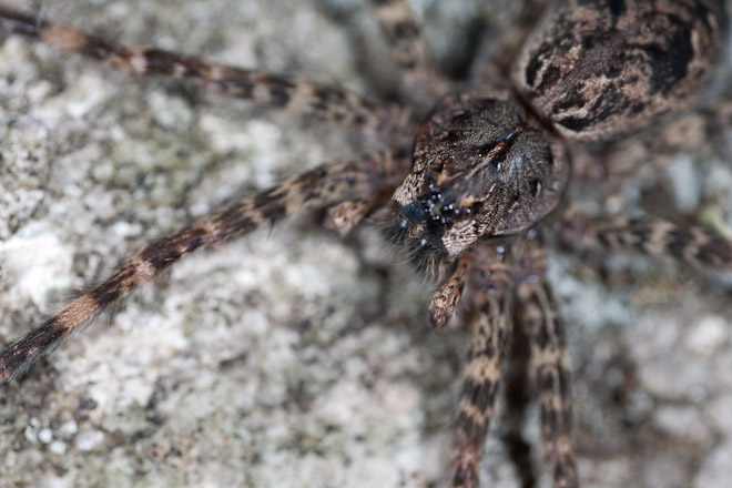 Dock spider