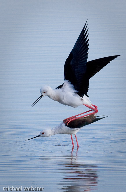 Black winged Stilts mating