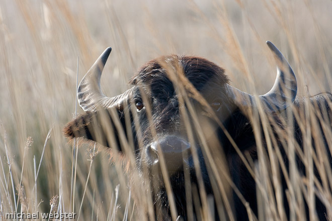 Buffalo are used to graze the reedbeds of the Albufera marshes.