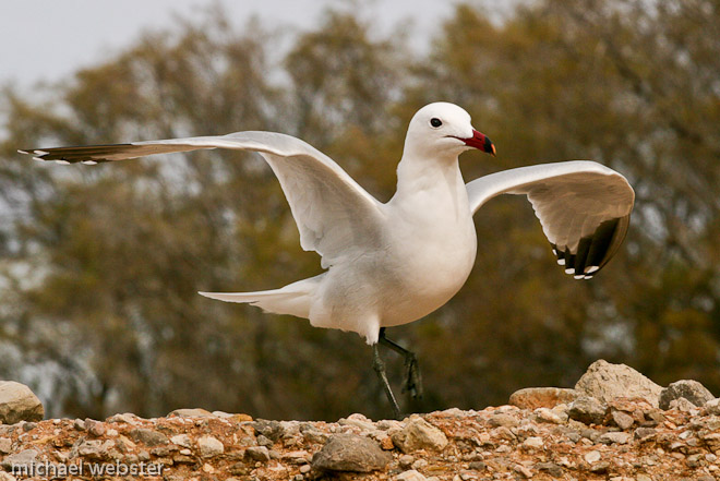 Audouins Gull