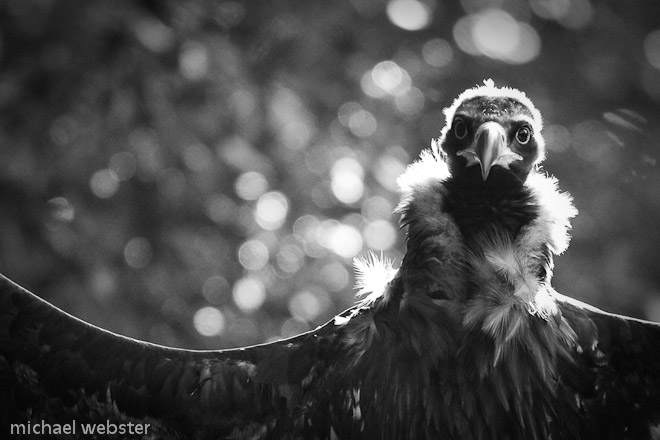 A Black Vulture extends its wings to the sun in order to burn off ectoparisites.