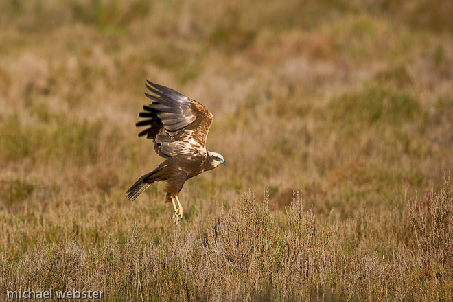 Marsh Harrier