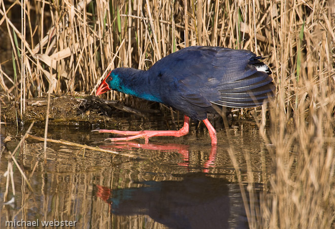 Purple Gallinule