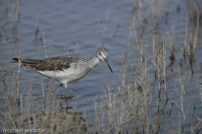 Greenshank in breeding plumage but on migration to northern Europe 