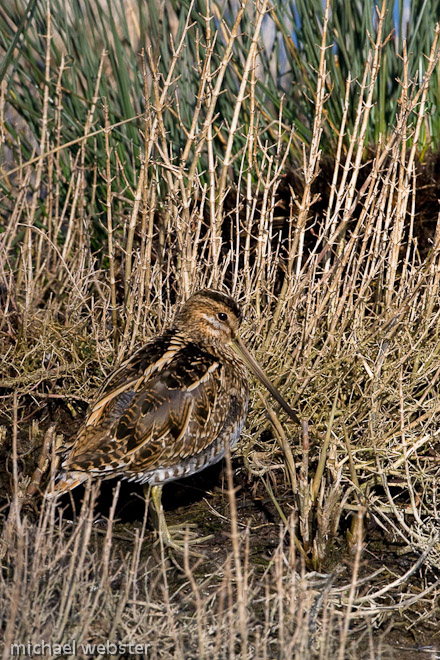 Snipe 