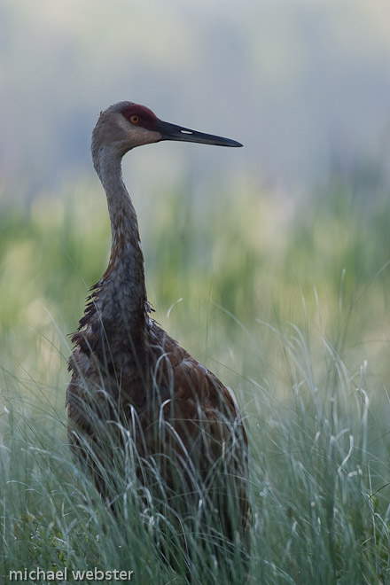 Sandhill Crane in breeding plumage