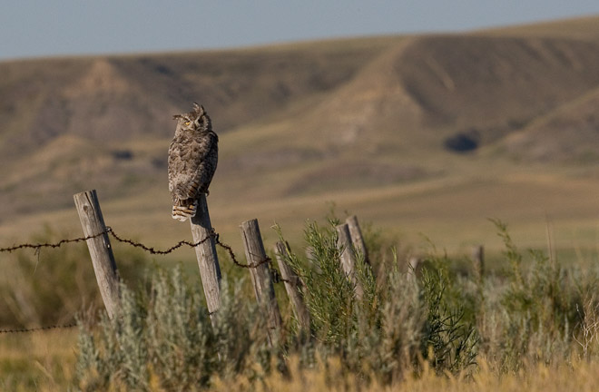 Great Horned Owl, a top predator on the praries.