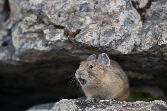 The Pika is related to the rabbit, found on scree slopes in the Rockies it is sometimes called the ‘whistling hare’ due to its high pitched alarm call. 