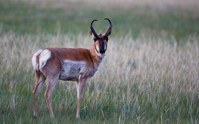 Pronghorn, endemic to interior western and central North America.