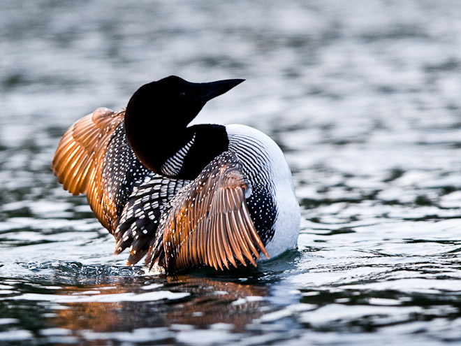 Common Loon