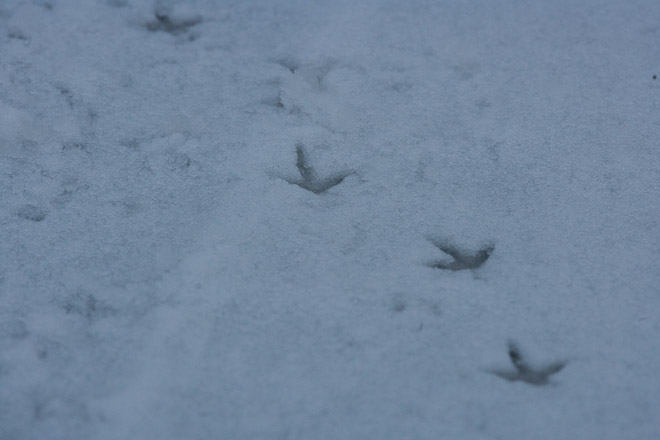 Cappercaillie tracks