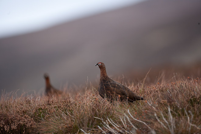  Pair of Red Grouse