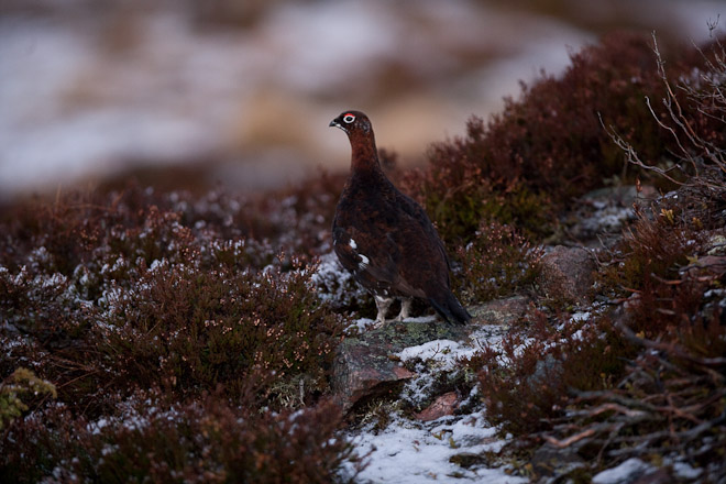 Red Grouse