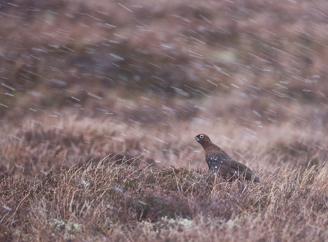 Grouse in a snowstorm