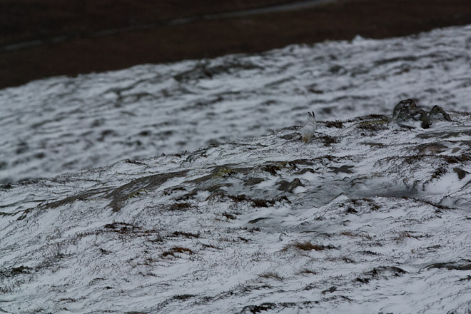 'White' Mountain Hare