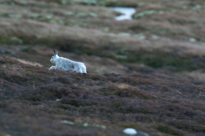 'Silver' Mountain Hare