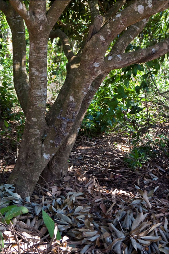 Leaf-tailed Gecko on tree