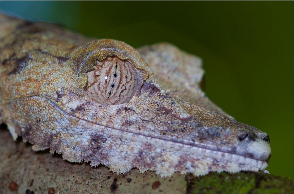 Uroplatus gecko head
