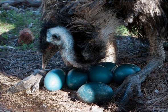 An Emu caring for her eggs