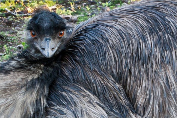 Emu in Western Australia