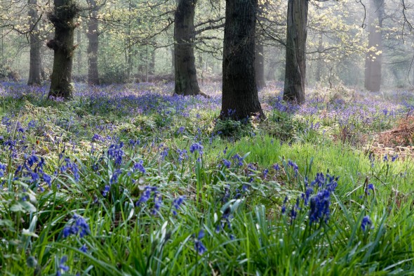 In the Charnwood Forest, Leicestershire, Bluebell woods are common