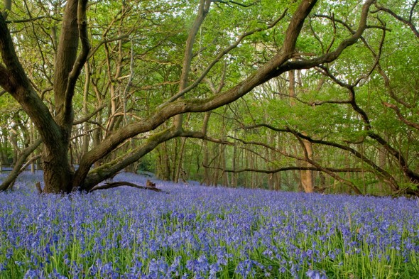 A 'sea'of bluebells