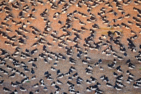 The sunrise wakes a flock of roosting Oystercatchers