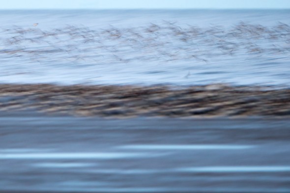 Waders in flight create a blur across the RSPB nature reserve of Snettisham.